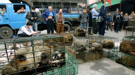 Tráfico ilegal de animales sigue a pesar de la pandemia ...