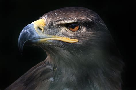 Tráfico ilegal y cambio climático amenazan al águila real ...