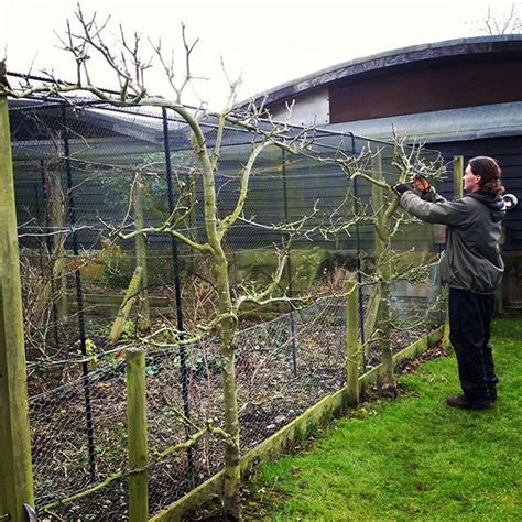 Trained. Pruned. Ready for Spring. #espalier #fruit #tree #pruning # ...
