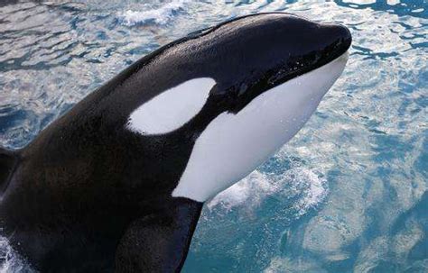 Trainers barred from performing with Miami Seaquarium orca