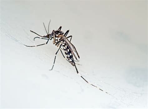 Trampas para mosquito tigre. Mejor insecticida, repelente ...