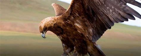 Transformación del Águila: La Renovación del Ser ...