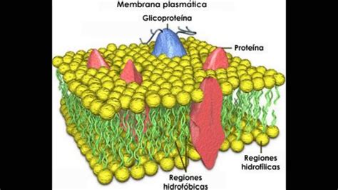 transporte a través de la membrana celular   YouTube