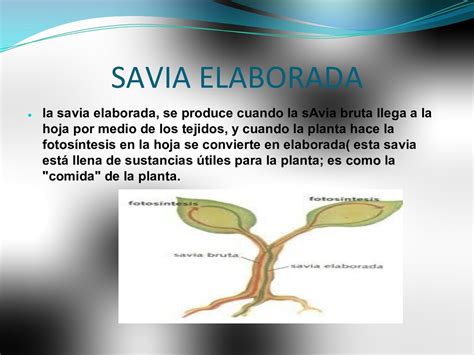 TRANSPORTE DE LA SAVIA BRUTA Y SAVIA ELABORADA   Speaker Deck