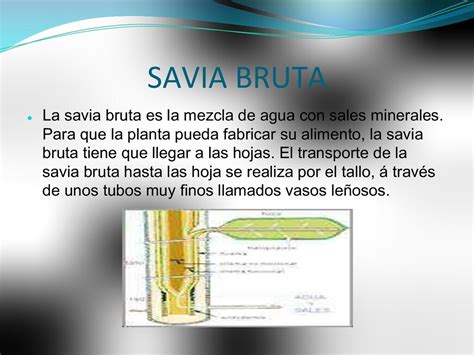 TRANSPORTE DE LA SAVIA BRUTA Y SAVIA ELABORADA   Speaker Deck