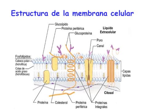 Transporte Membrana Celular