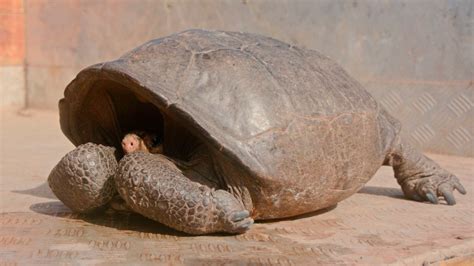 Tras 113 años, se redescubre tortuga gigante presunta extinta   TEC