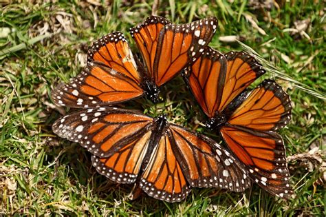 Tras la ruta de la mariposa monarca   Tecnología Ambiental
