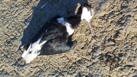 Tras los peces, ahora aparecieron aves muertas en la laguna El Viborón ...