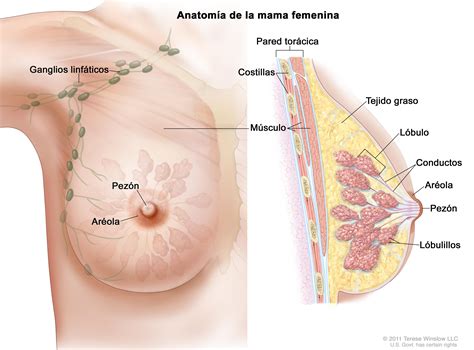 Tratamiento del cáncer de seno mama PDQ –Versión para ...