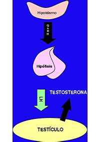Tratamiento Hormonal | Centro Médico Teknon
