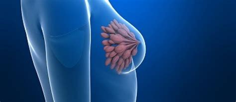 Tratamiento potencial para el cáncer de mama triple ...