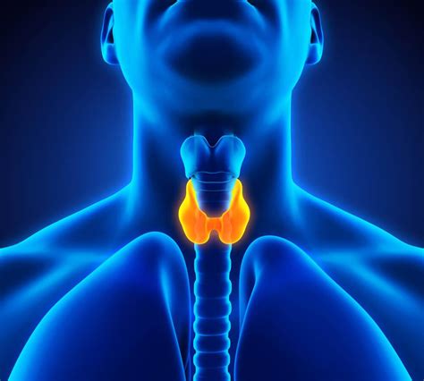 Tratamientos para la tiroides que puedes hacer en casa ...