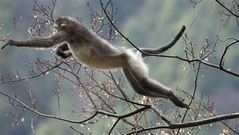 Traviesos monos de extraordinaria belleza | Animales en Video