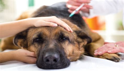 Treating and Preventing Canine Lymphoma   Pennysaver ...