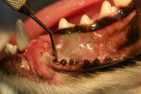Treating Dentigerous Cyst in Dogs | Montana Pet Dentistry ...