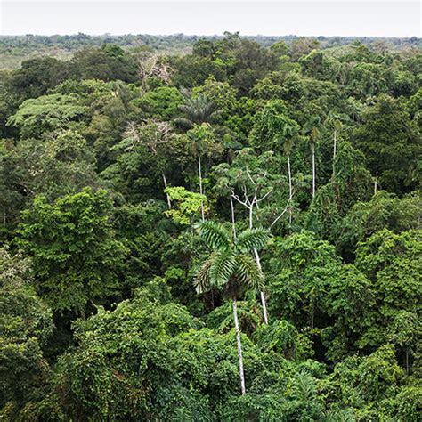 Trees of the Amazon rainforest   in pictures | Environment ...