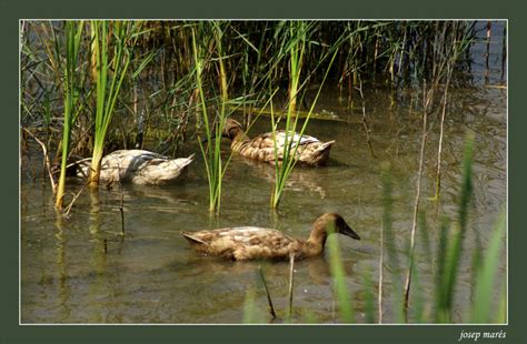 TrekNature | Ducks in their habitat Photo