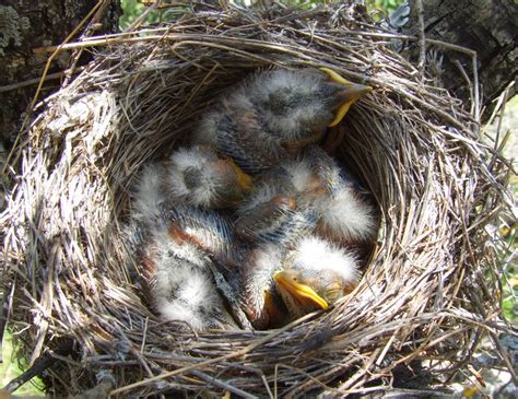 TrekNature | Nest with young birds Photo