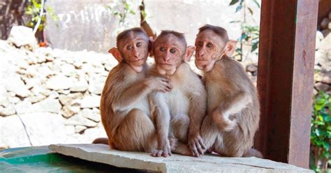 Tres monos no pueden dejar de abrazar a su hermano con síndrome de Down