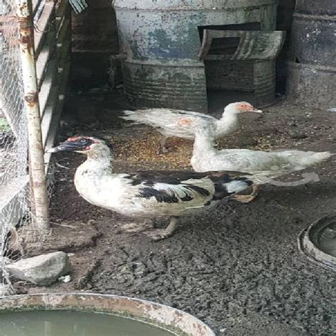 Tres patos cairina moschata bonitos baratos en Atoyac Jalisco | Clasf ...