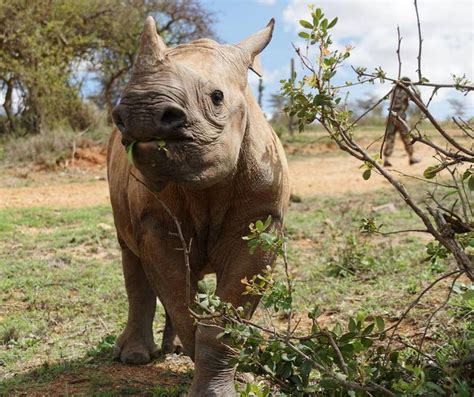 Tres rinocerontes menos cada día
