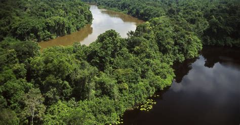 Tribe’s Lone Survivor Glimpsed in Amazon Jungle, Healthy ...