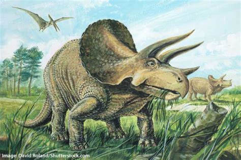 Triceratops Facts for Kids, Students & Adults: Information ...
