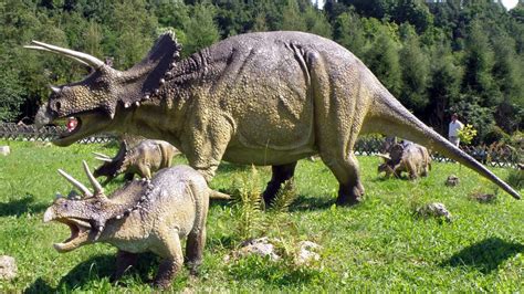 Triceratops | Tu web especializada en dinosaurios