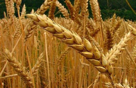 Trigo, avena, cebada o centeno, ¿cómo saber cuál es? – Agriculturers ...