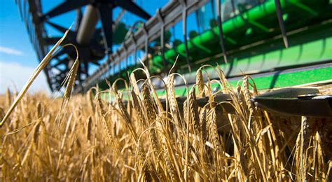 Trigo, el complejo exportador de mayor crecimiento en Argentina | Agrovoz