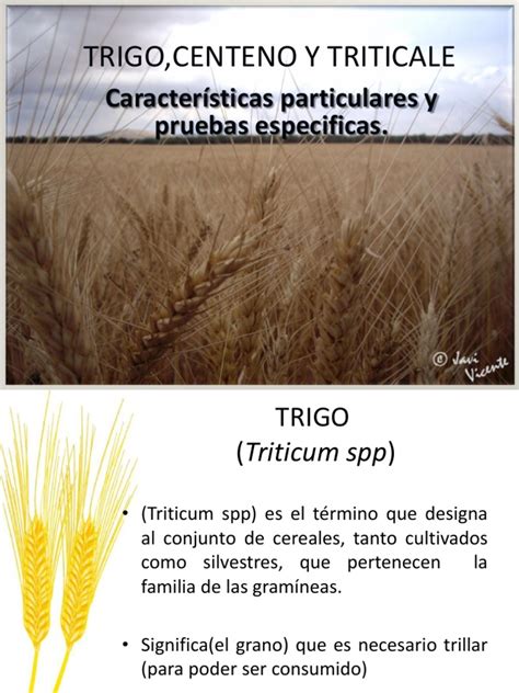 Trigo,Centeno y Triticale | Centeno | Trigo | Free 30 day Trial | Scribd