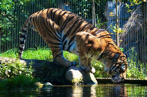 Trinkender Tiger ZOO Leipzig Foto & Bild | tiere, zoo, wildpark ...