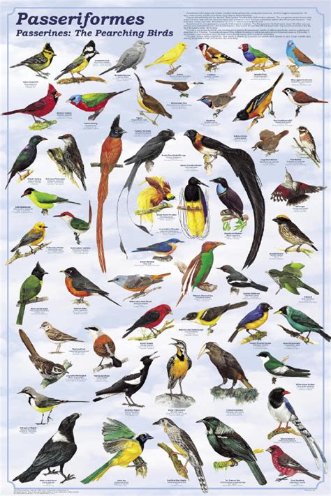 Trinos de aves y evolución   Naukas