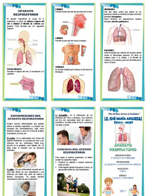 TRIPTICO Aparato Respitario | PDF | Sistema respiratorio | Pulmón