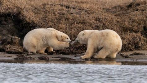 Tristeza por las imágenes de dos osos polares comiendo ...