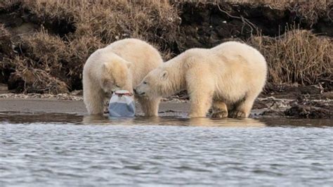 Tristeza por las imágenes de dos osos polares comiendo ...