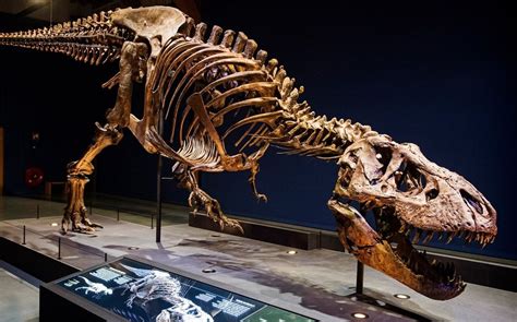 Trix, una temible Tiranosaurio Rex, es vista en París