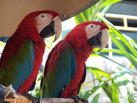 Tropical And Exotic Birds,Birds | Science Hub 4 Kids
