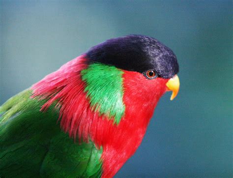 Tropical Bird | Exotic/Tropical Birds | Pinterest