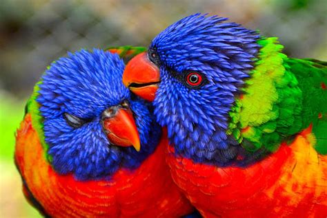 Tropical Bird Pictures, Images and Stock Photos   iStock