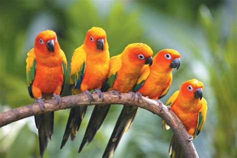 Tropical birds in color. | Help Change The World. The ...