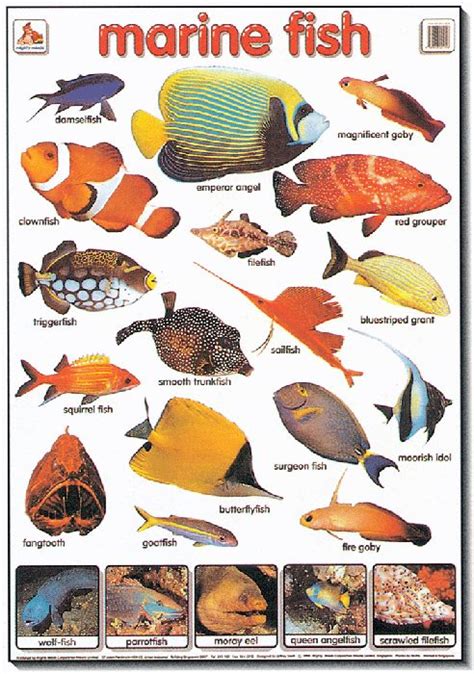 tropical fish types   Google Search | Virtual Aquarium ...