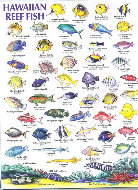 tropical fish types names   Tropical Fish Types with ...