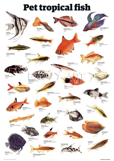 tropical fish types names   Tropical Fish Types with ...