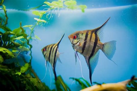 Tropical Fish: Ultimate A Z List  desde Arowanas hasta Zebra Danios