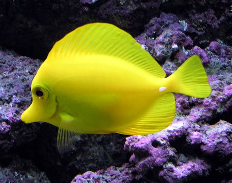 Tropical Fish | Wild Life Animal