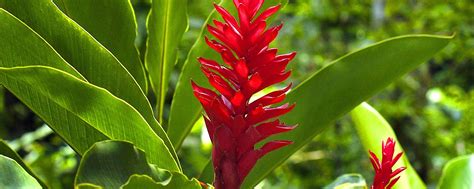 Tropical plant species Dominican Republic