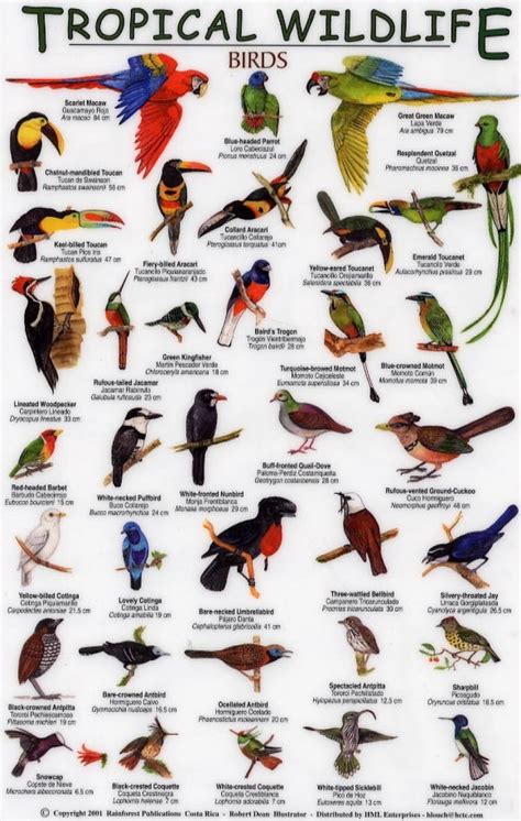 Tropical Wildlife Field Guide: Birds [English / Spanish ...