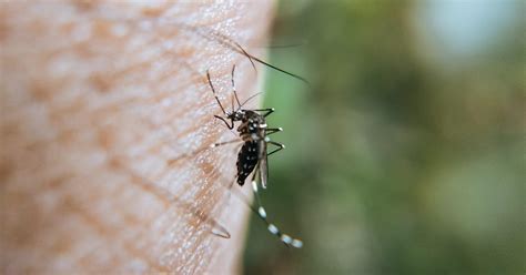 Trucos y consejos para eliminar a los mosquitos